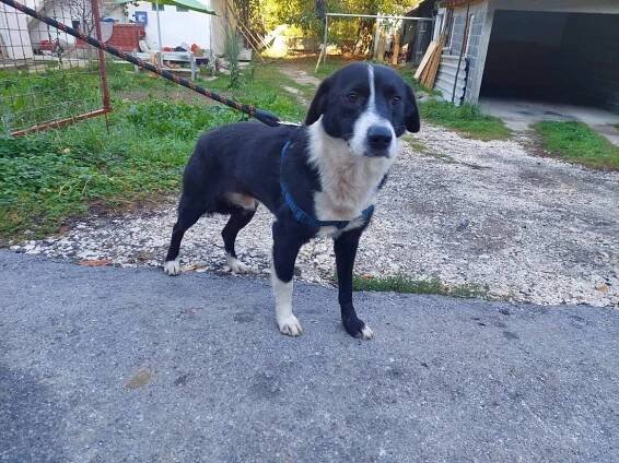 Psi k adopci z útulků, azylů a neziskových organizací
