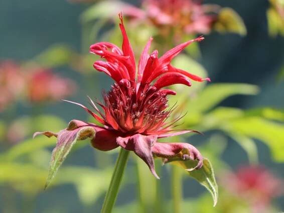 Zavinutka CAMBRIDGE SCARLET