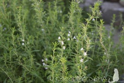 Saturejka – bylinka s vůní žhavých paprsků