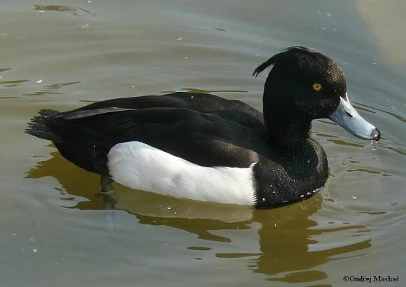 Aythya fuligula - polák chocholačka | Anatidae - kachnovití | Natura Bohemica