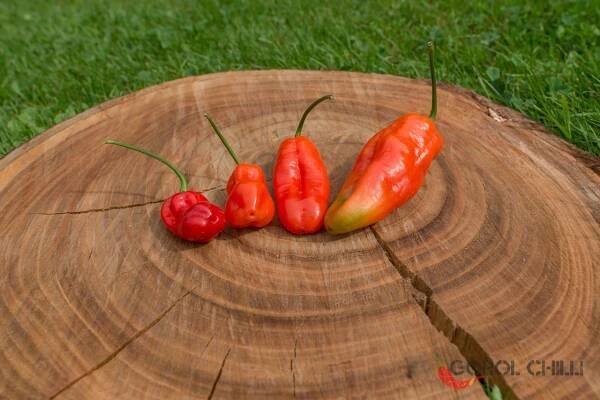 Carolina Reaper x Fidalgo Roxa F4 | Chilli semena | Chilli semena | Chilli semínka | Chilli omáčky | GOROL CHILLI