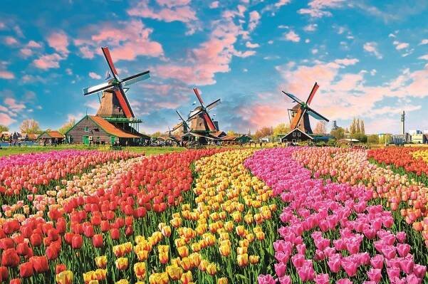 Do Holandska za tulipány!