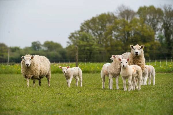 Our Working Sheep Farm - ideal for group holidays — Church Farm Cottages