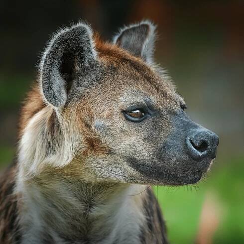 Best wildlife sightings | WILDwatch safaris with &Beyond
