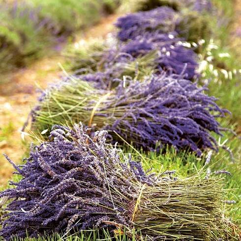 Poznámkový kalendář Provence 2024, voňavý, 30 × 30 cm | PRESCO.CZ