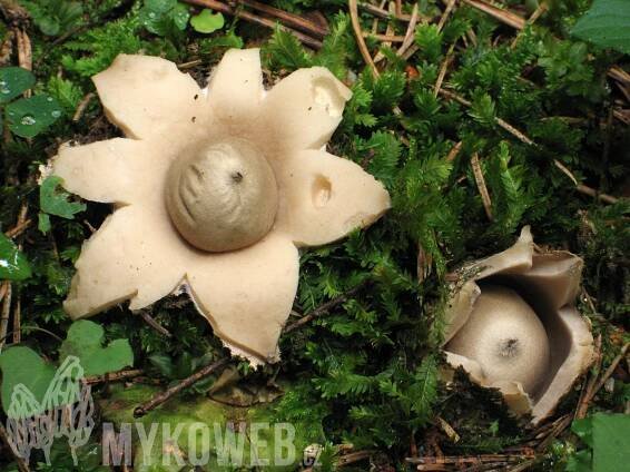 Geastrum fimbriatum - hvězdovka brvitá - Mykoweb