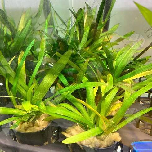 [Low Tech] Sagittaria Platyphylla LP Aquatic Plant - Pot | Aquaneo Enterprise