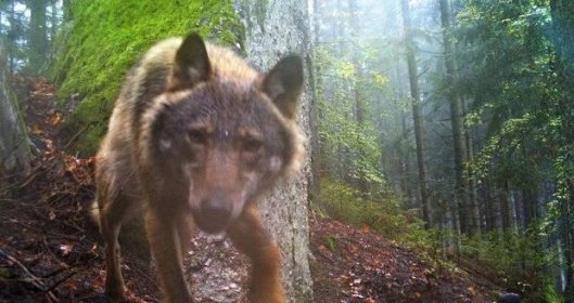 Na Šumavě běhá vlk! Utekl k nám z bavorského parku: Snaží se ho skolit narkotizační puškou