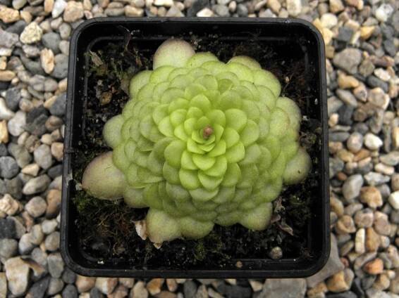 Jana Srbová www.masozraverostliny.info - Tučnice (Pinguicula) botanické druhy a kříženci