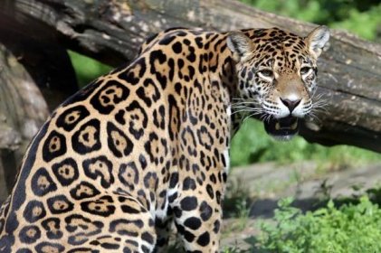 Olomouckou zoo zdobí černý jaguár, má obnovit jejich chov