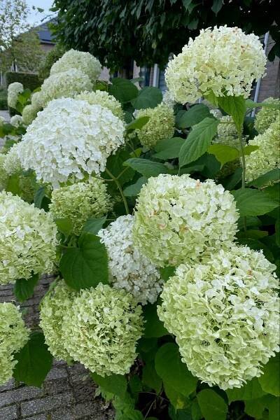 How to Prune Hydrangeas in Late Winter (No Matter What Type You Have)