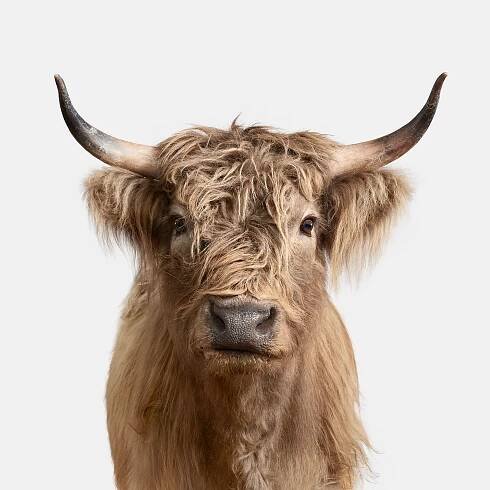 Highland Cow No. 2 | 40" x 40"