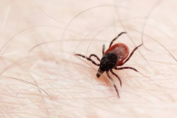 Lyme Disease: What to Know