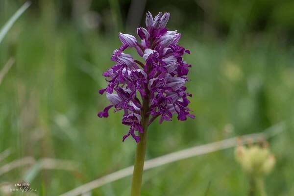 Orchideje Bílých Karpat III – Vstavačovité - Ota Hofr Photography