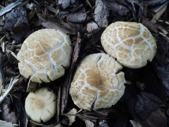 Agrocybe dura - polnička tuhá