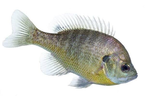 Bluegill Profile II