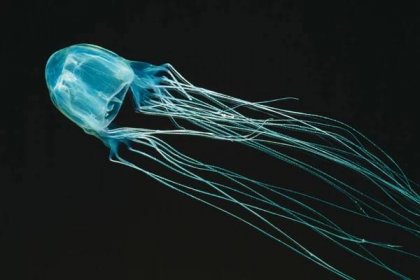 Čtyřhranka Fleckerova nebo také mořská vosa je smrtelný druh mořské medúzy obývající pobřežní vody Austrálie. Jedná se o menší medúzu, kterou lze ve vodě snadno přehlédnout, z jejího těla ale sahají až tři metry dlouhá lepkavá chapadla vybavená množstvím žahavých buněk, která snadno způsobí smrt.