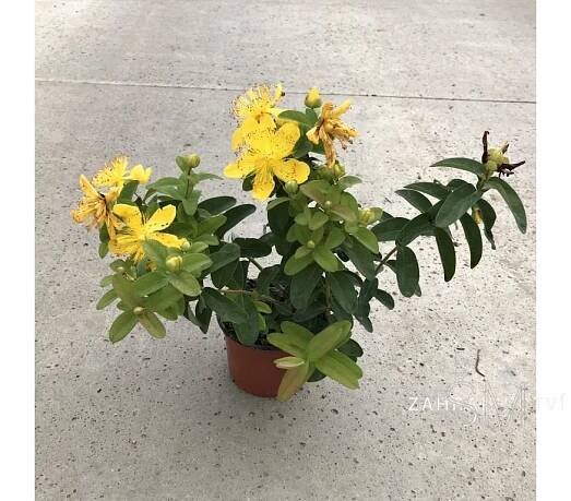 Hypericum calycinum Třezalka kalíškatá