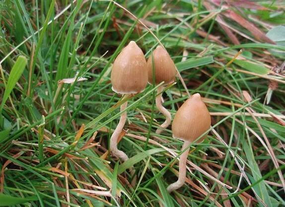 Lysohlávka kopinatá (Psilocybe semilanceata)