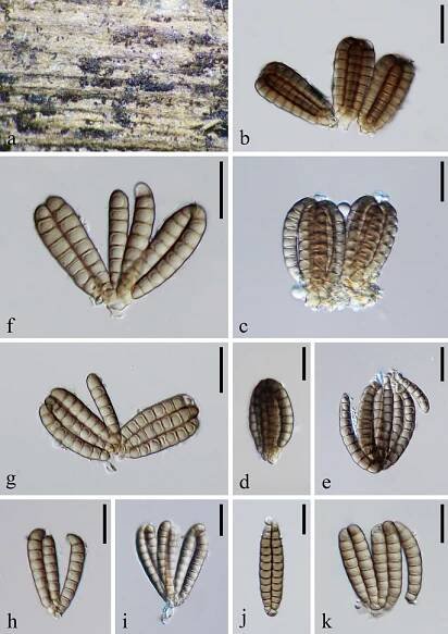 figure 42