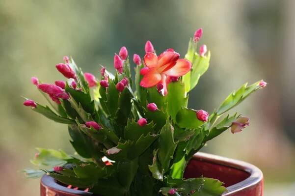 How and When to Fertilize Christmas Cactus Plants to Boost Flowering