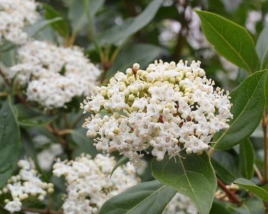 white flowers of Viburnum tinus 'French White'