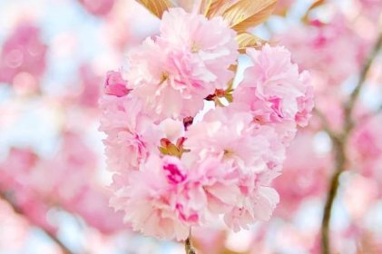The Double-Flowered Cherry Blossoms In Full Bloom - Gray Dad’s Education