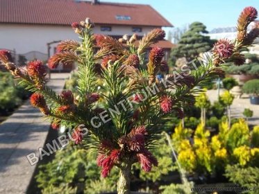 Picea abies 'Rydal' - Smrk ztepilý - Bambuscentrum.cz
