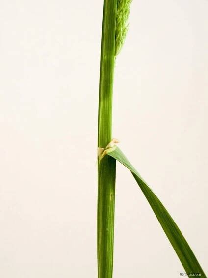 Srha laločnatá (Dactylis glomerata)