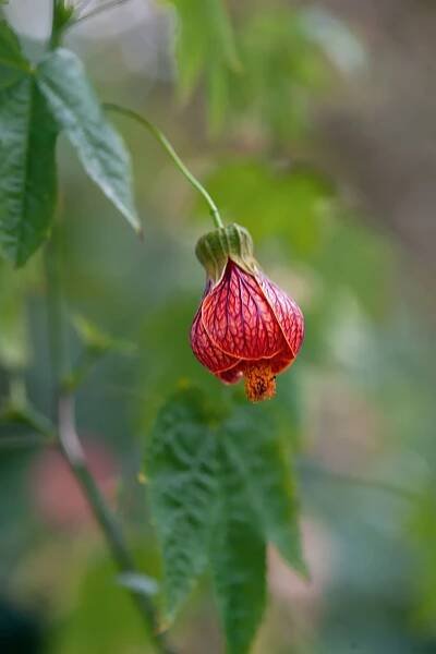 Abutilon: how to grow, overwinter and the best abutilon for the garden | Gardens Illustrated
