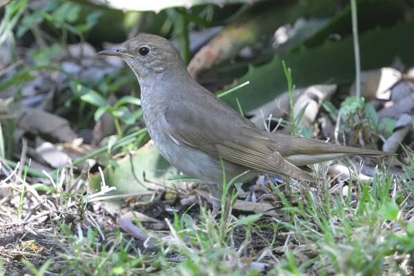 Usambaras Trip – Trip details – Holmen Birding Safaris