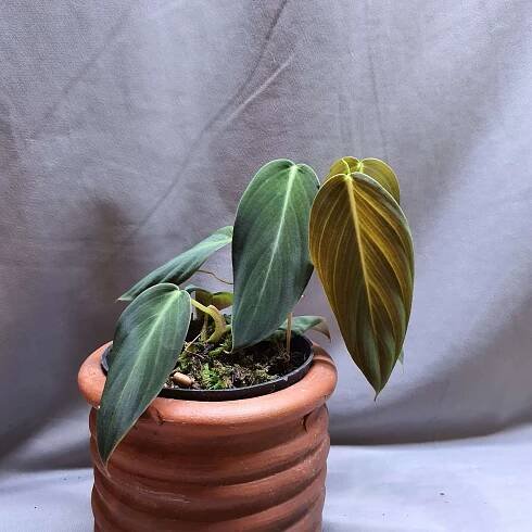 Philodendron gigas