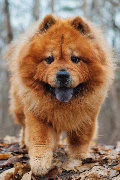 How Much are Chow Chow Puppies in the US? Breaking Down the Cost of Owning This Furry Breed