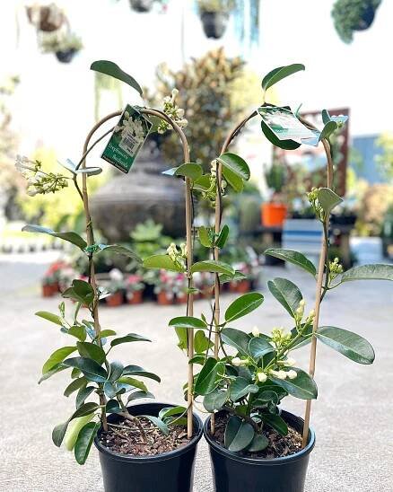 Stephanotis floribundan instagram @gardengallerykew