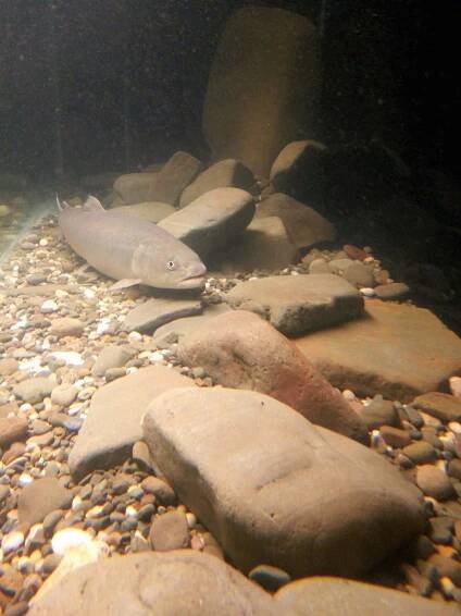 Akvarium Orlík