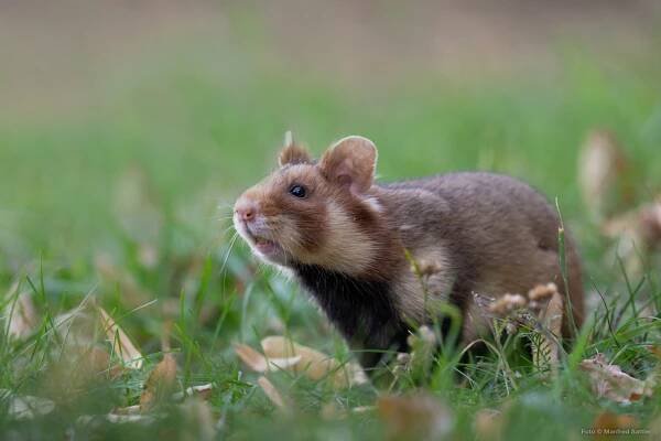 U3_feldhamster.de_M-Sattler_DSC08335