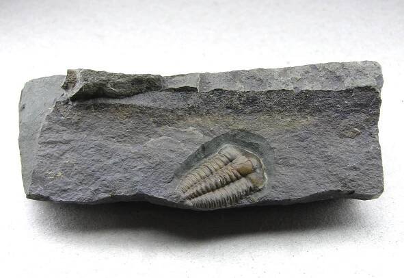 TRILOBIT Ellipsocephalus hoffi  - Sběratelství