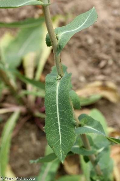 Lactuca virosa – locika jedovatá