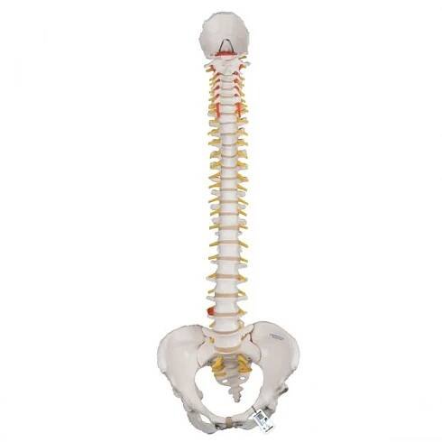Standardní model ohebné páteře - 3B Smart Anatomy 