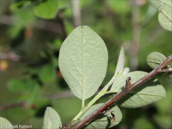 Cotoneaster integerrimus – skalník celokrajný