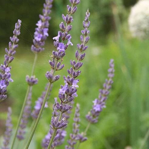 LAVANDULA X INTERMEDIA ́SUSSEX ́ :: Levandule v kopci