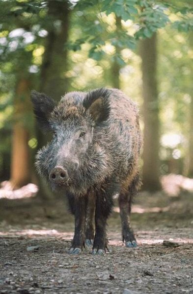 FOTO: Divoké prase – stránka 1