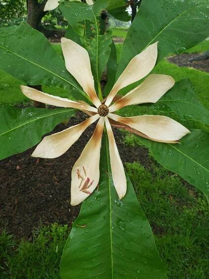 Umbrella-tree Magnolia flower