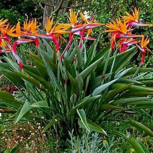 Semena sterlicie květy Strelitzia reginae Strelicja Královská Rajský pták