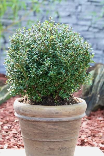 Cesmína vroubkovaná (ilex crenata) Glory Gem Kugel