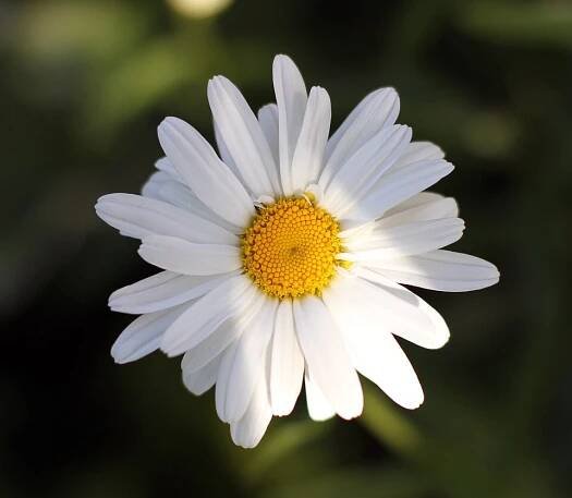 Wikipedia:Featured picture candidates/July-2010 - Wikipedia