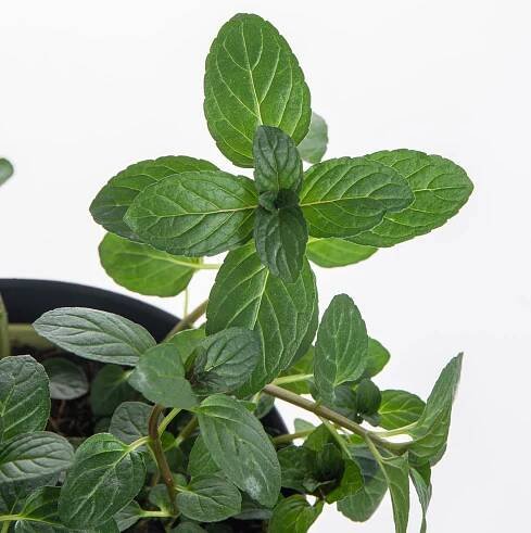 Bio Máta čokoládová, Mentha piperita, v květináči-7883