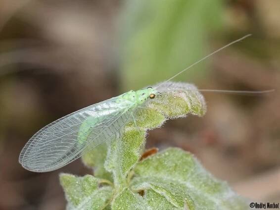 Pseudomallada prasinus - zlatoočka tečkovaná | Chrysopidae - zlatoočkovití | Natura Bohemica