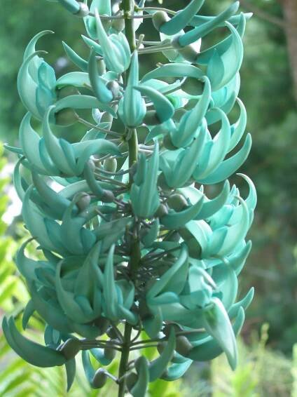 Strongylodon macrobotrys - Jade vine.JPG