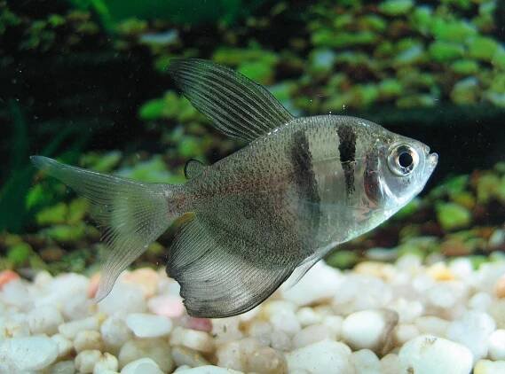 Gymnocorymbus ternetzi - Royanah Aquarium